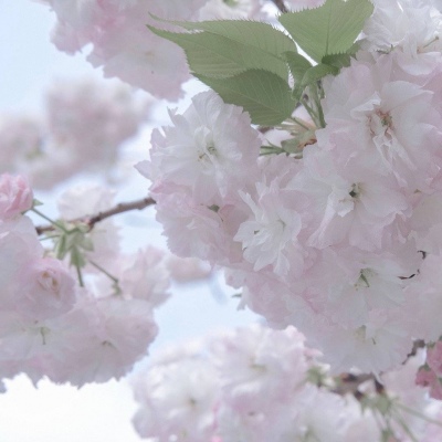 兽设清新风格设计FurryQQ群